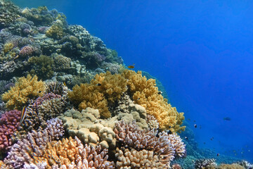 Colorful coral reef in the blue ocean. Underwater landscape.