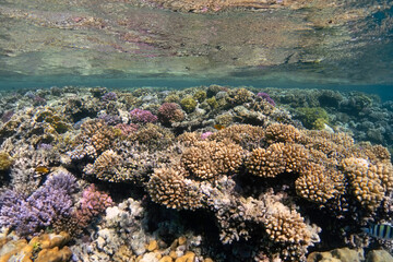 Colorful coral reef below the water surface. Underwater landscape.
