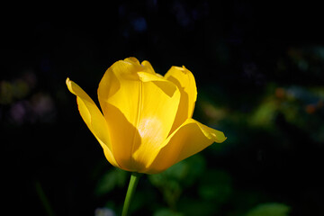 Yellow tulip with a blurry bokeh background.