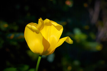 Yellow tulip with a blurry bokeh background.
