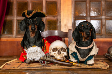 Two funny dachshund dogs in costumes of privateers or royal guards with hats are sitting at table in cabin of pirate ship, on which lie rapier, blunderbuss and creepy human skull.