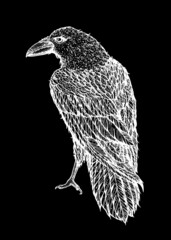 Fototapeta premium Raven sketch. Hand drawn vector illustration. Raven print. Bird sketch.