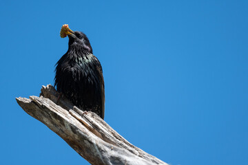 european starling