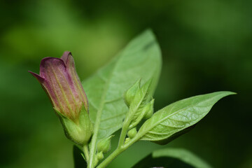 Close-up of the purple blossom of a deadly nightshade (Atropa belladonna) growing on a bush against a green background with space for text
