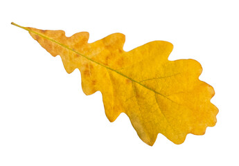 Naklejka na ściany i meble Single autumn oak leaf on white background