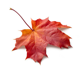Single autumn maple leaf on white background with shadows, clipping path  for isolation without shadows on white