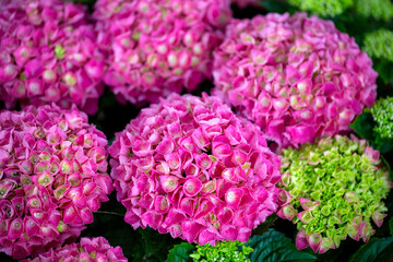Pink Hydrangea flower bloom in the garden
