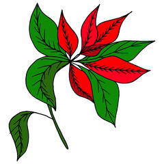 Merry Christmas universal template. Greeting Card and invitation decorated with poinsettia. Vector illustration. 