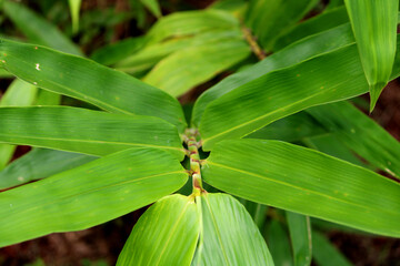 Close-up view of the wild plant leaf.