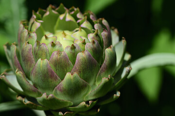 Naklejka na ściany i meble Close-up of an artichoke, the bud of which is sitting on a stem, against a green background, in nature