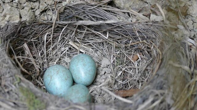 Guide of birds' nests. Nest of Blackbird (Turdus merula) in mudy roots of uprooted tree. Mixed forests of Northern Europe