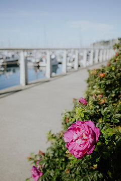 flowers at the marina