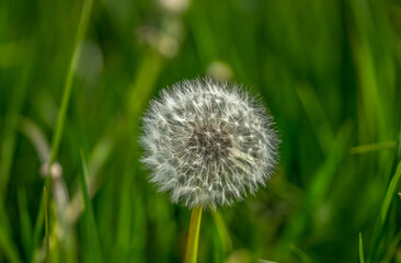 Dandelion on grass