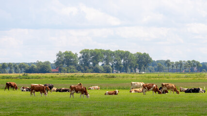 A group of Dutch cows (orange, white and black) eating fresh green grass meadow, Holland typical polder landscape in summer, Open farm with dairy cattle on the field in countryside farm, Netherlands.