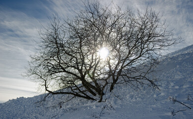 Mountain winter landscape. A tree in the middle of the snowdrifts against the background of the sky with white fluffy clouds. Treviso pre-Alps.