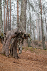 Strange tree at the forest