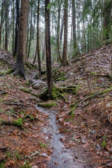 Obraz premium tiny creek flow in forest
