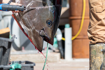 The head of an Atlantic bluefin tuna hanging from a pulley on the deck of a wharf. The fish's head is being removed with the use of a large saw to allow the fish to bleed. The red blood is dripping. 