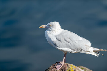 Fototapeta na wymiar A large adult common European herring gull standing on a beach rock with yellow lichen. The bird has ablue ocean in the background. The wild seabird has a pale grey back, yellow eyes and pinkish legs.