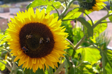 Multiple honey bees perched on the tiny blossoms in the center of a vibrant bright sunflower filled with seeds. The bees are collecting pollen for honey. The ray florets of the sunflower are yellow. 