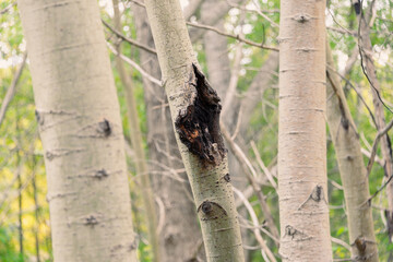 Multiple silver birch trees in a thick coniferous forest. The mature trees have peeling bark, lush green leaves, and grey tissue. The papery white bark on the tree is curling in places from dryness. 