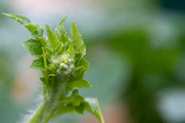 Macro of a young common sunflower bud with large green leaves surrounding the seed head.  The...