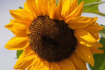 Macro of a growing sunflower with its petals bright yellow petals wilting from the end of the season. The background is white with a hint of blue from the sky. The flower has its seeds in the center.
