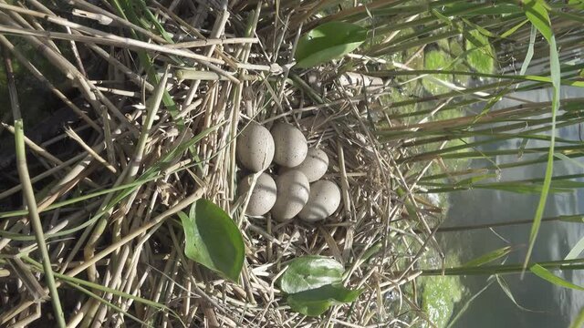 Bird's Nest Guide. Nidology. European coot (Fulica atra) nest on a eutrophied lake with an abundance of common reed (Phragmites australis). Vertical filming