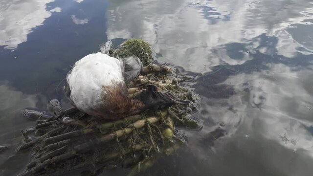 By-catch. Slavonian grebe (Podiceps auritus) was caught in fishermen's net. Huge number of water birds accidentally die in fishing gear and are not disposed of by humans in any way. Ecological murder
