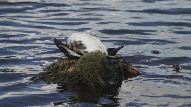 Bird's Nest Guide. Nidology. European coot (Fulica atra) nest on a eutrophied lake with an abundance of common reed (Phragmites australis)