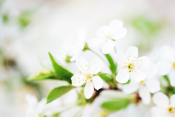 Obraz na płótnie Canvas Cherry spring flowers