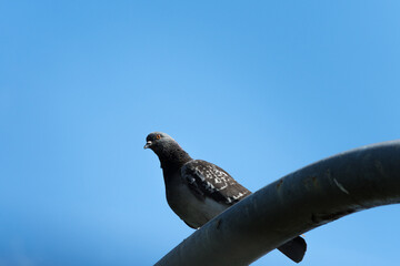 Close-up of a pigeon perched on a lighting pole in a city