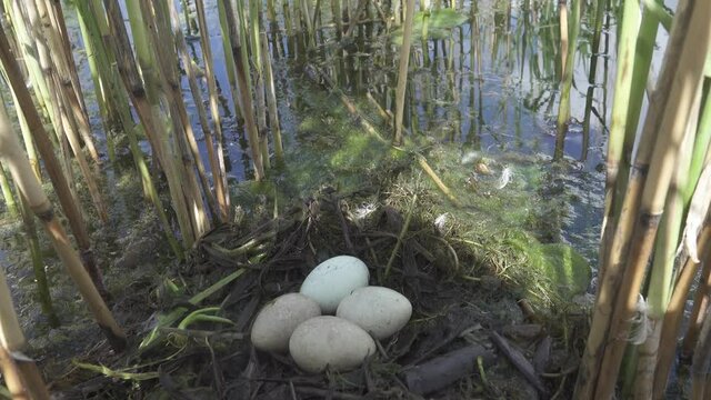 Bird's Nest Guide. Nidology. Slavonian grebe (Podiceps auritus) floating nest in reed beds of southern eutrophic lake with abundance of common reed (Phragmites australis) among gull colony