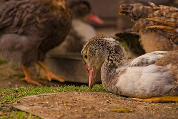 Siedząca zaciekawiona młoda kaczka . Sitting curious young duck. © Grzegorz