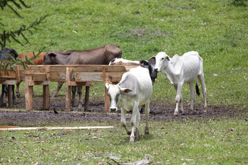 Fototapeta premium Mountainside beef cow with nature background. 