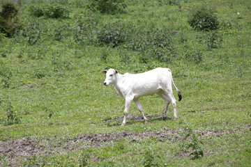 Fototapeta na wymiar Mountainside beef cow with nature background. 