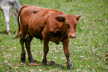 Vaca de corte a margens da montanha com fundo para natureza.

