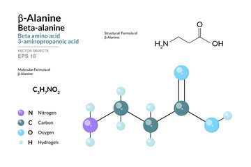 β-Alanine or Beta Alanine. Beta Amino Acid. Structural Chemical Formula and Molecule 3d Model. C3H7NO2. Atoms with Color Coding. Vector Illustration