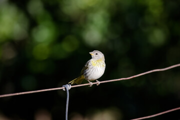 Lindo pássaro na natureza com bela paisagem no fundo.
