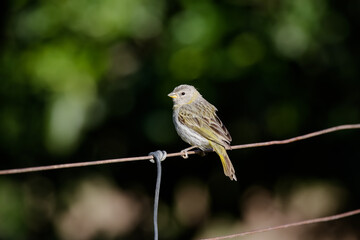 Lindo pássaro na natureza com bela paisagem no fundo.
