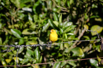 Lindo pássaro na natureza com bela paisagem no fundo.
