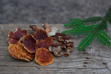 dried wild mushrooms on the old wooden table with fir branch