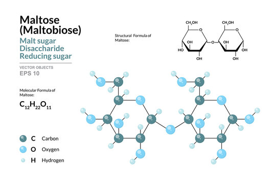 Maltose. Maltobiose or Malt Sugar. Disaccharide. Structural Chemical Formula and Molecule 3d Model. C12H22O11. Atoms with Color Coding. Vector Illustration
