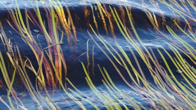 Clear water, waves and undulating leaves of Old-World arrowhead (Sagittaria sagittifolia) under the water. Beautiful dynamic picture of an oscillating background, like undine 's elastic hair