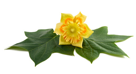 Tulipier leaves with  flower
