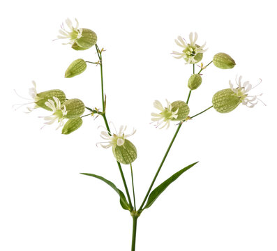 Bladder campion flowers