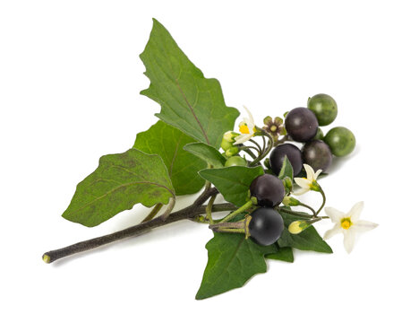 Black nightshade  (Solanum nigrum)