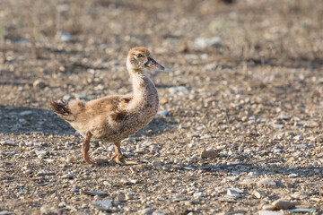 Little duckling walks on the farm.