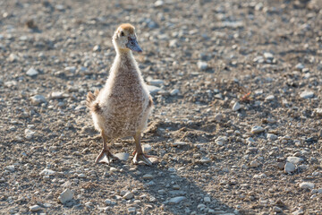 Little duckling walks in the poultry yard.