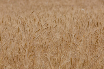 Ears of wheat grow in the field.